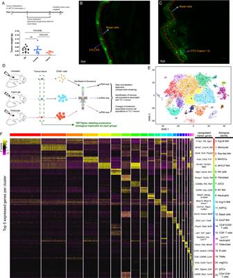 Topical Application of Temperature-Sensitive Gel Containing Caerin 1.1 and 1.9 Peptides on TC-1 Tumour-Bearing Mice Induced High-Level Immune Response in the Tumour Microenvironment